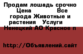 Продам лошадь срочно › Цена ­ 30 000 - Все города Животные и растения » Услуги   . Ненецкий АО,Красное п.